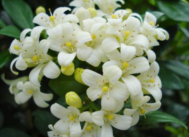 九里香的养殖方法和忌讳,九里香好不好养耐不耐寒呀