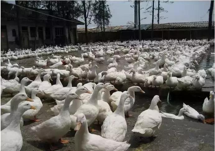 养殖户为什么都赔钱了,肉鸭养殖的利润与成本真实
