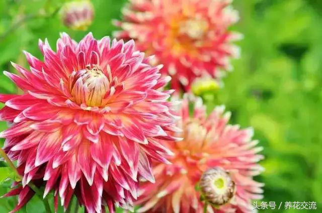 大丽花冬季养护方法,大丽花用什么土养最好