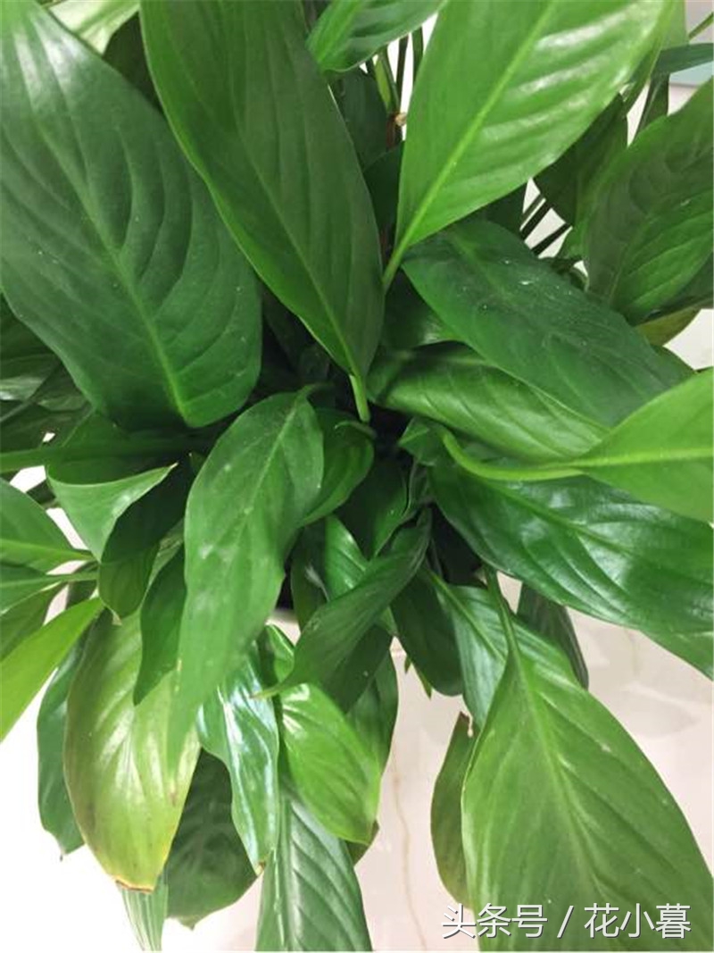 白掌生虫黑色小飞虫怎么办,白掌出现哪些情况救不回来了