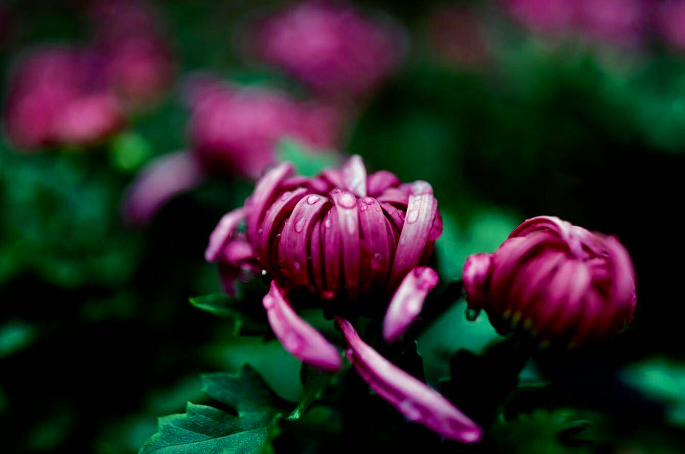 开封清明上河园龙亭两日游,自由行说走就走的旅行开封赏菊