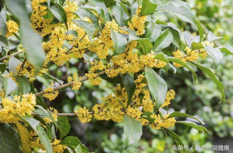 遇热性荨麻疹要吃什么中药效果好,荨麻疹吃了药后怎么预防