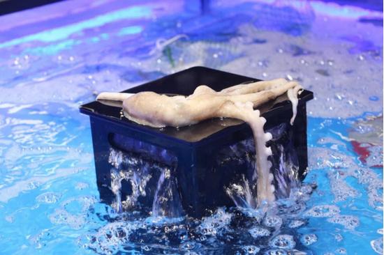 不输三亚第一市场！合肥这家店的波龙海胆帝王蟹……简直太zán了