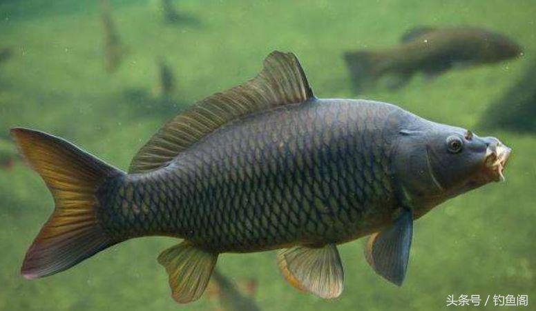 针对鲤鱼最有效的饵料,冬季鲤鱼吃什么味道的饵料