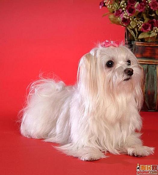 各种狗狗搞笑视频集锦,狗狗集锦