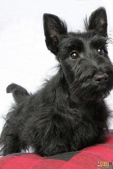 各种狗狗搞笑视频集锦,狗狗集锦