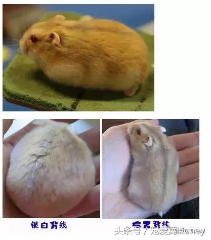 三线仓鼠和银狐仓鼠一起养可以吗,紫仓仓鼠和三线仓鼠哪个仓鼠更好