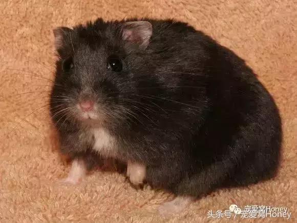 仓鼠中记忆强大的仓鼠品种,布丁仓鼠和三线仓鼠为什么会打架