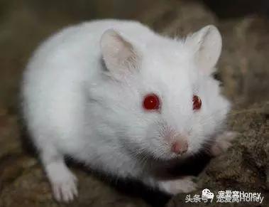 坎贝尔仓鼠的常见疾病和饲养方法,仓鼠比耶是什么品种