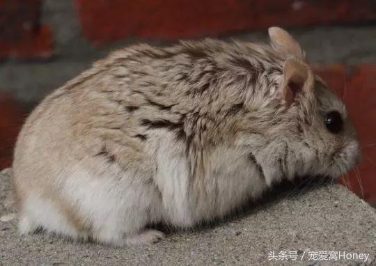 坎贝尔仓鼠的常见疾病和饲养方法,仓鼠比耶是什么品种