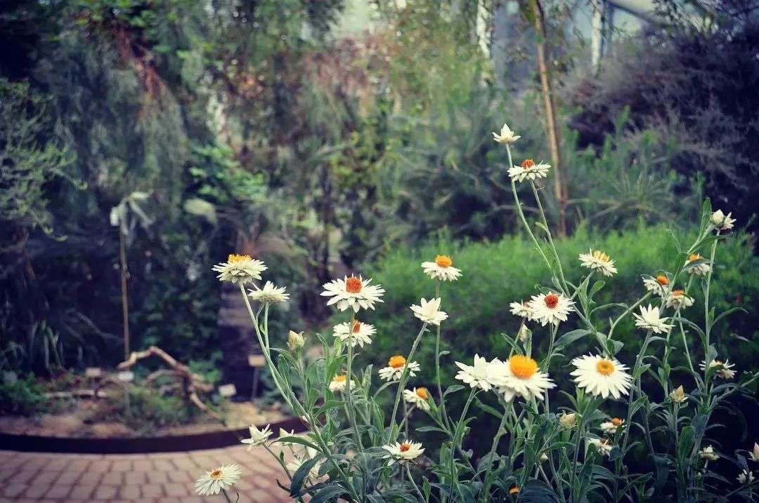 适合敏感肌的湿敷水洋甘菊,洋甘菊纯露修复敏感肌反馈