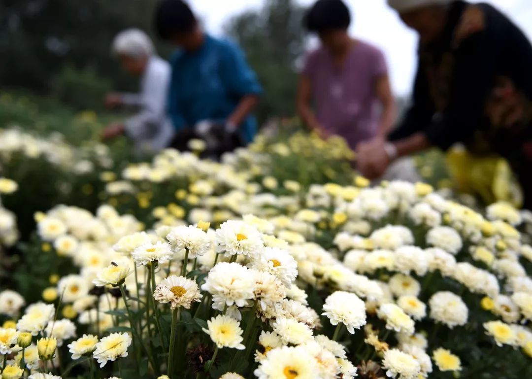 菊花什么人不建议吃呢,菊花可以吃下去吗