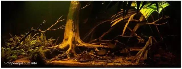 什么是原生态鱼,河北水族箱原生态