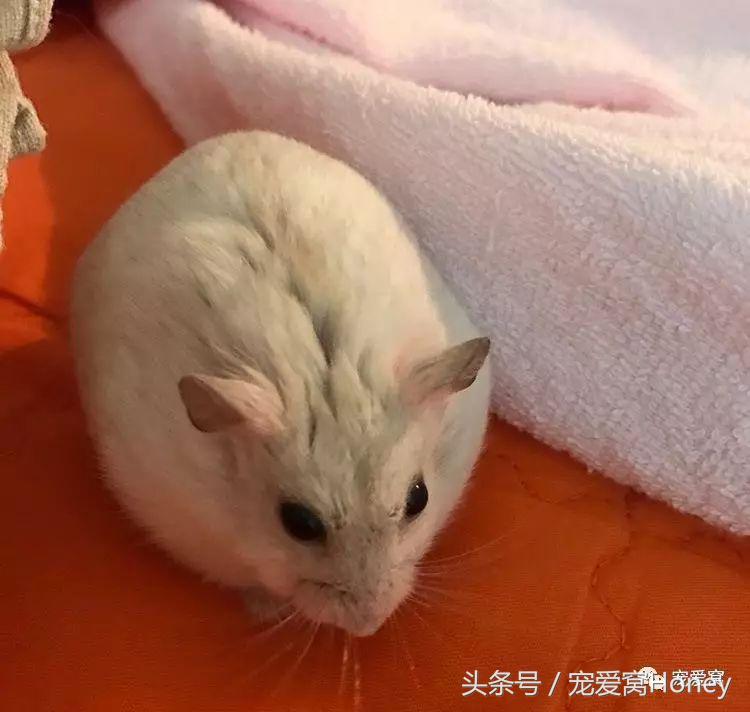 饲养仓鼠的十大禁忌有哪些,仓鼠饲养十大禁忌是什么