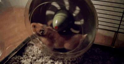 饲养仓鼠的十大禁忌有哪些,仓鼠饲养十大禁忌是什么