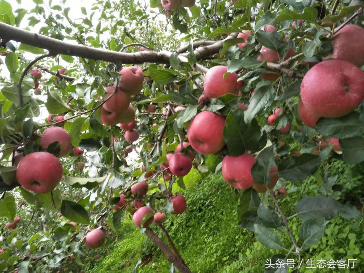 盐源苹果几月份上市,盐源苹果和阿克苏苹果哪个好吃