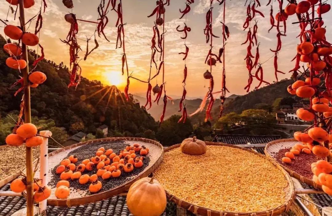 这片媲美京都的红叶之森只藏15栋梦幻树屋，杭州1.5h直达！