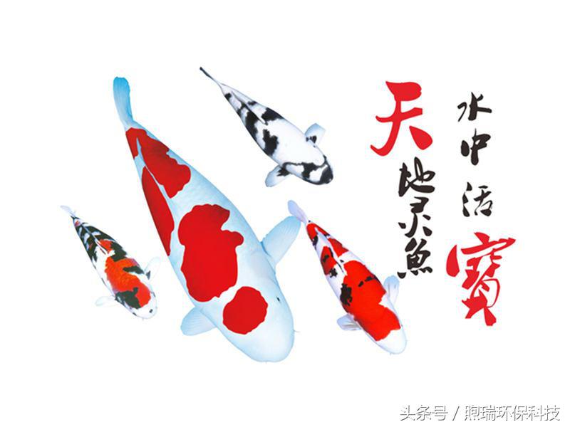 支付宝中国锦鲤有什么好处,18年支付宝锦鲤是什么样子