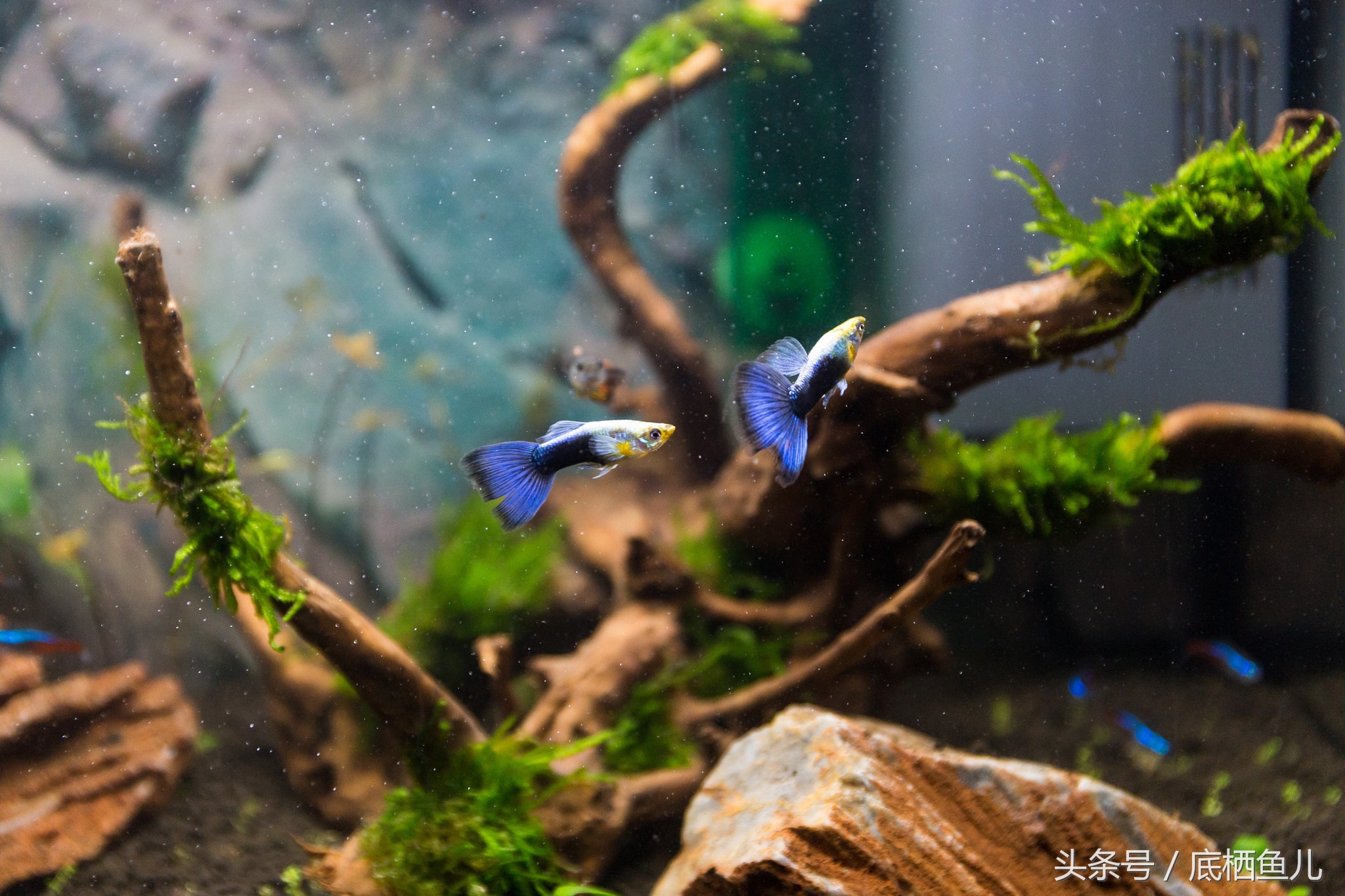 好养又皮实的小型鱼,比较抗活的小型鱼