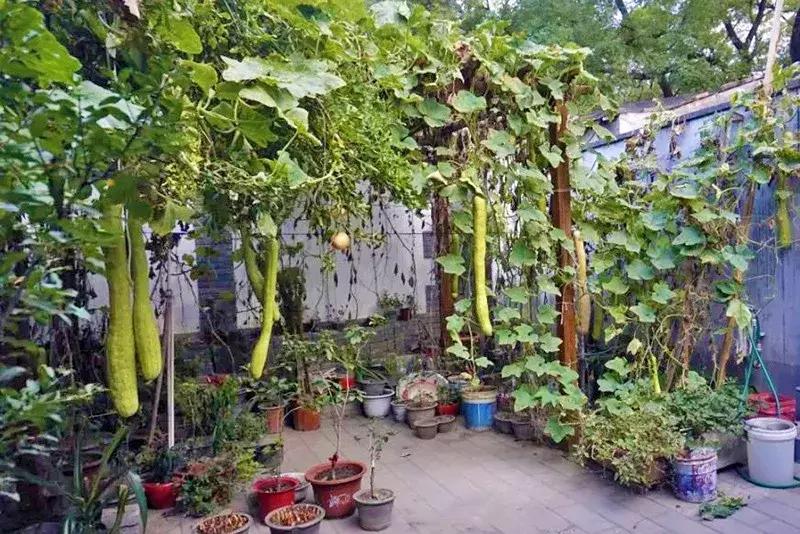 瓜果飘香的丰收季,内蒙古丰收节上瓜果飘香