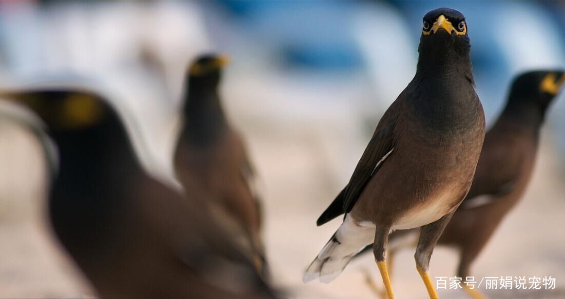 什么季节的八哥最好,天气转凉八哥