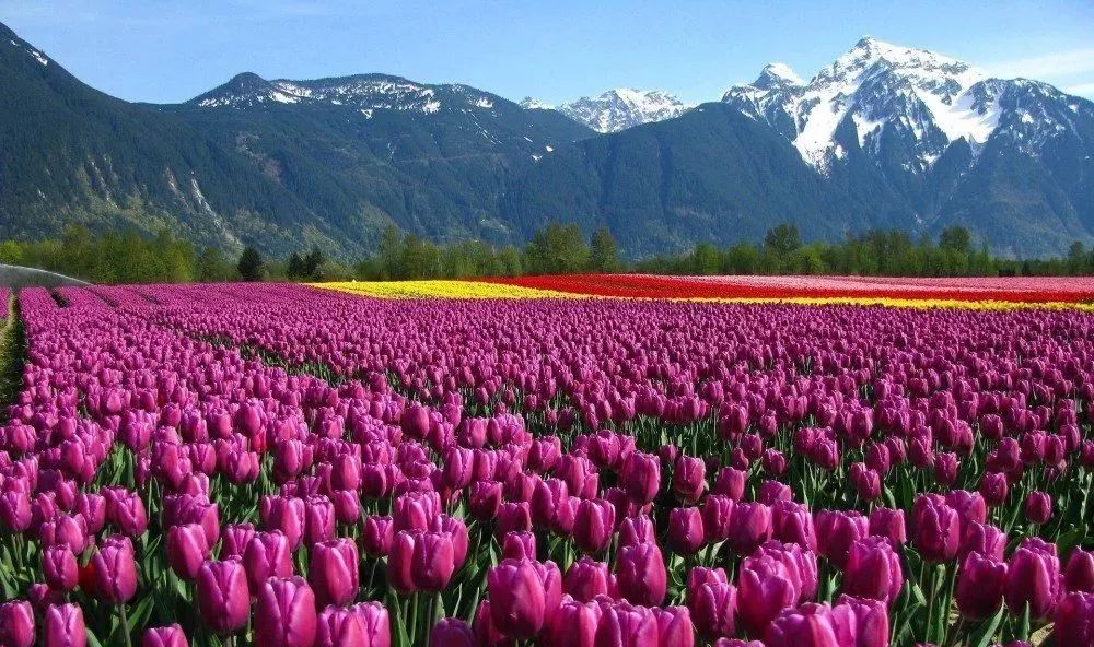 荷兰农业模式 (如何做好荷兰农业)