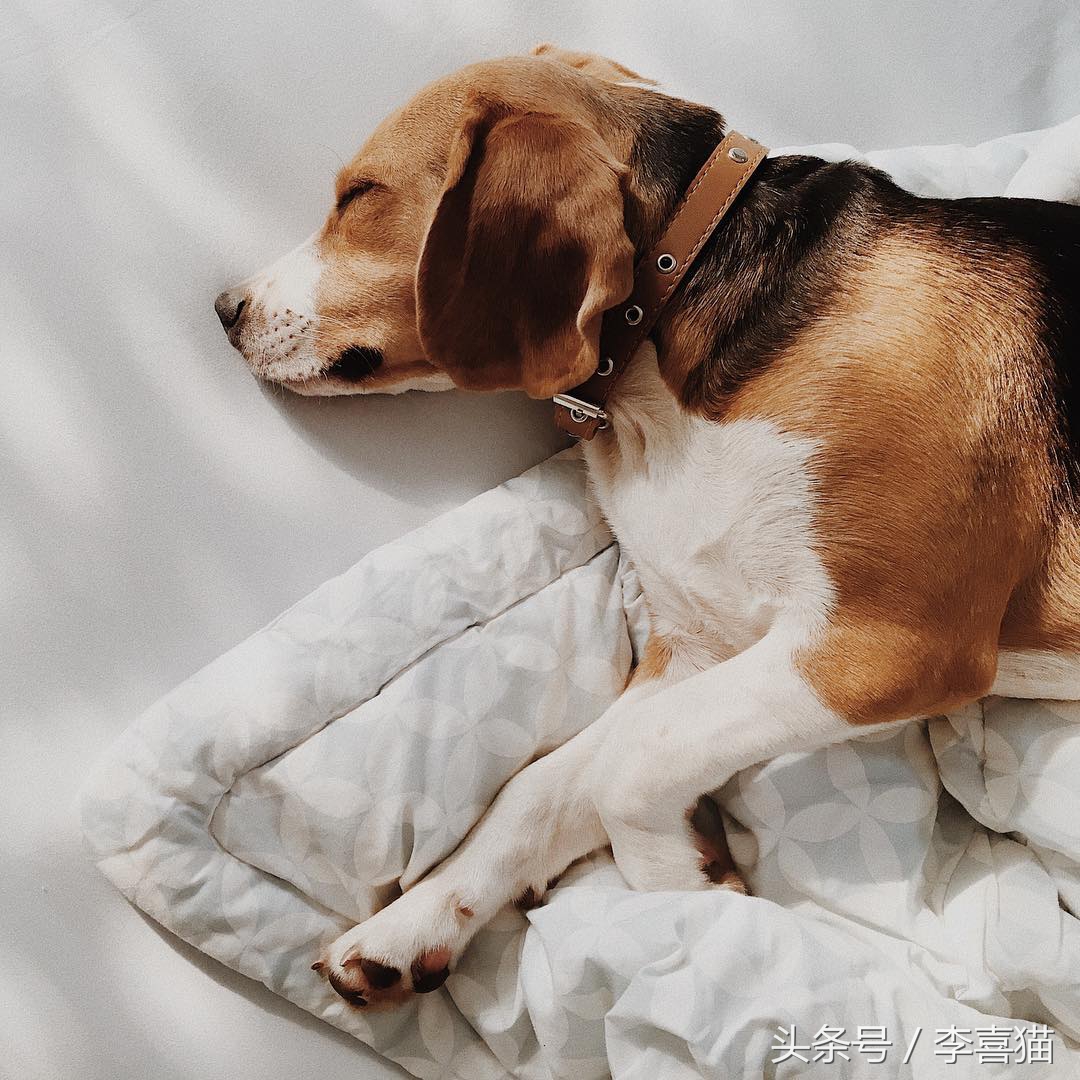 狗狗做梦很厉害,狗狗睡觉时怎样看出它在做梦