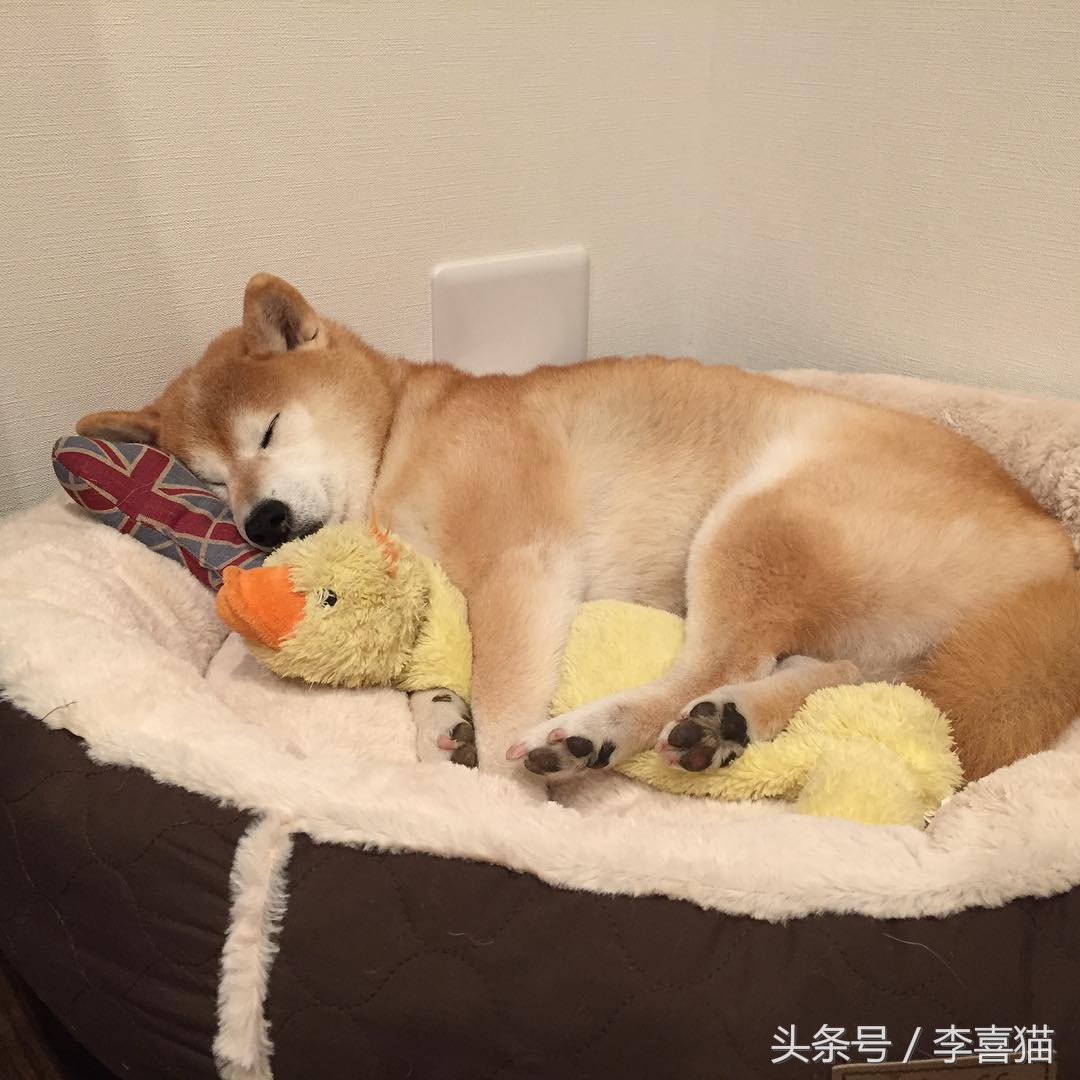 狗狗做梦很厉害,狗狗睡觉时怎样看出它在做梦