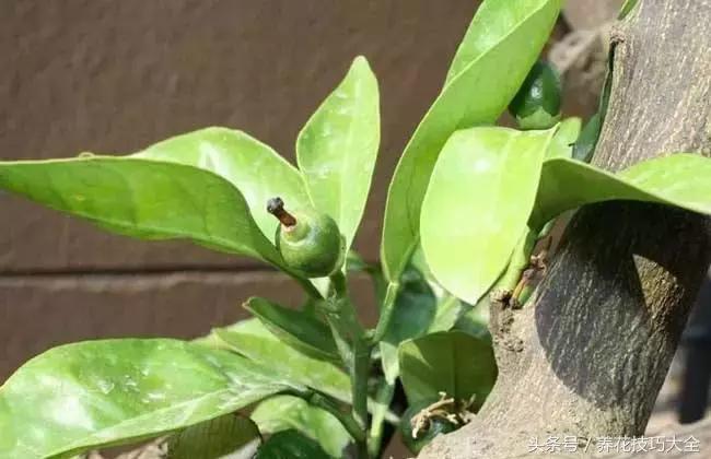 吃完柚子别扔籽,柚子的种子怎么种成盆栽