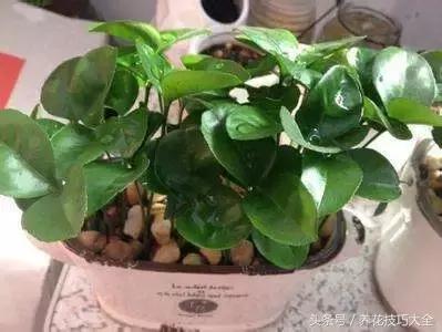 吃完柚子别扔籽,柚子的种子怎么种成盆栽