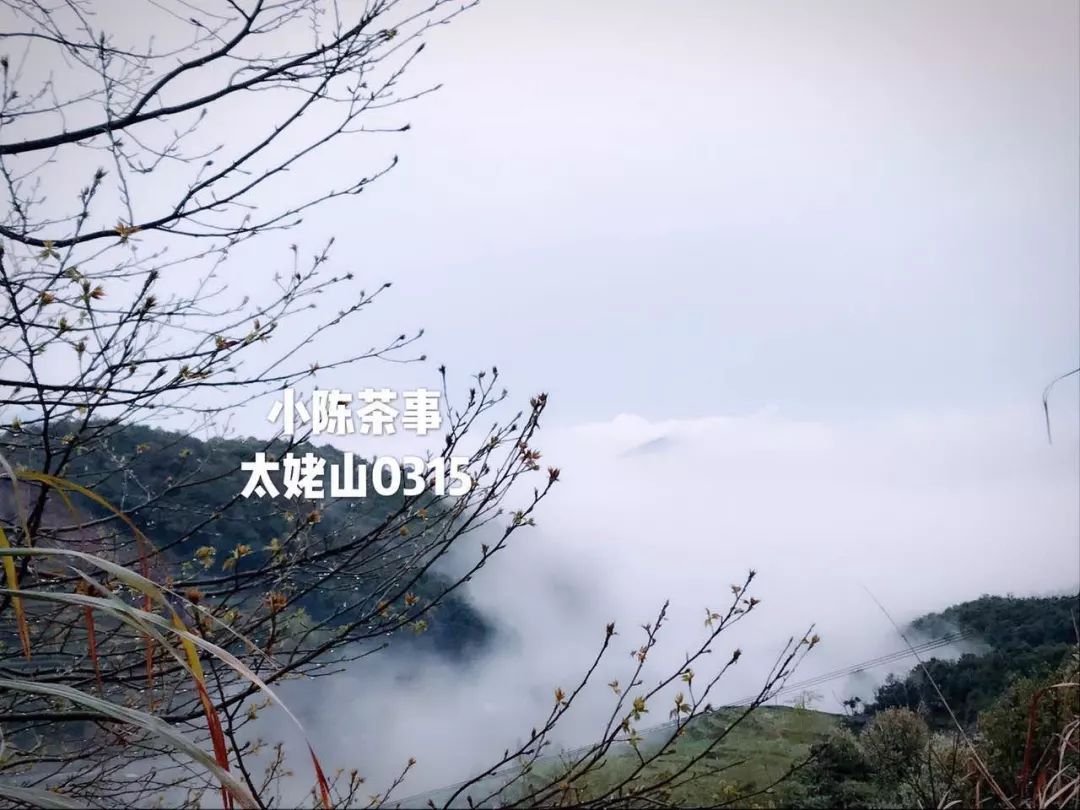 在淘宝上买茶还是在实体店买茶 (为什么不想在网上买茶)