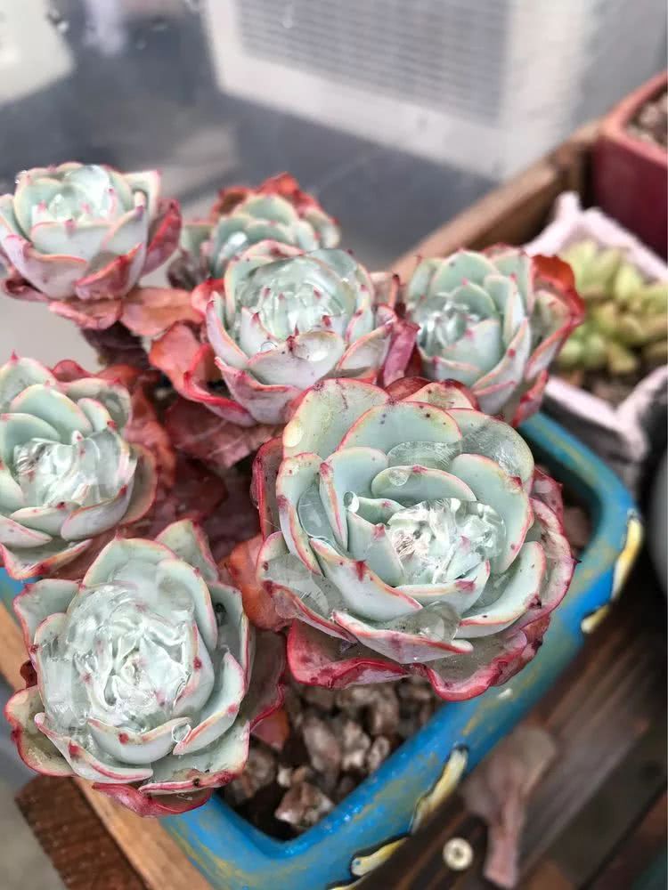 大家平时养多肉比较喜欢哪个系列,四年的养殖生涯