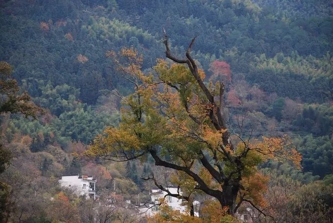 秋天的安徽,这才是安徽秋天该有的样子