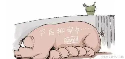 母猪产后消炎针什么时间打最好,母猪产后消炎打长效头孢可以吗