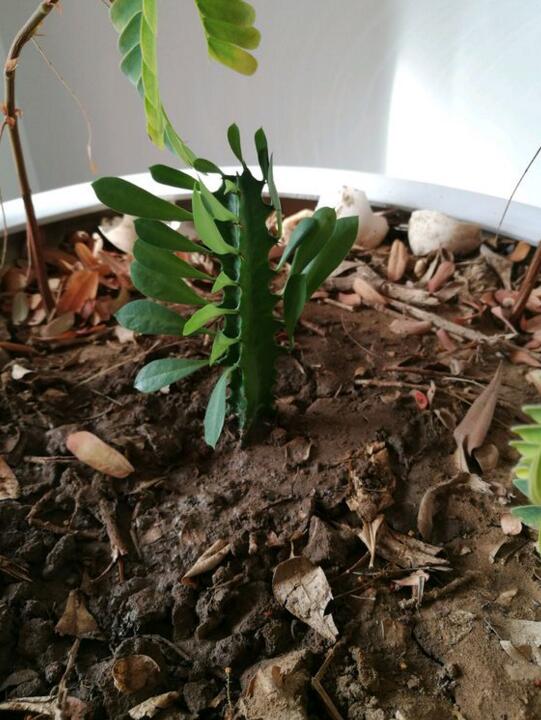 龙骨烂根最简单的处理方法,龙骨烂根可以用香灰消毒吗