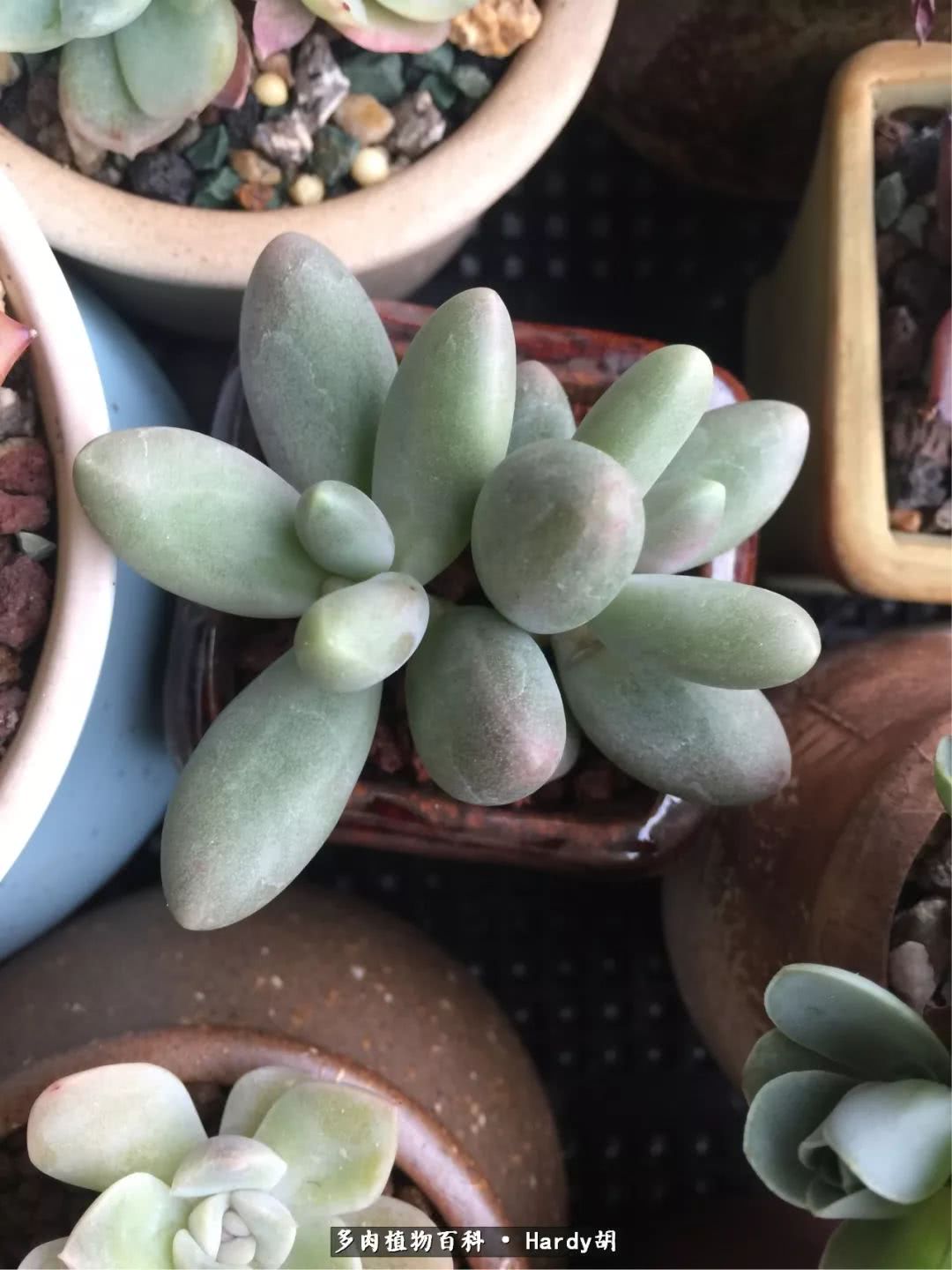 别人家的奶爸,别人家的多肉!一枚窗台*党**的多肉进阶之路!