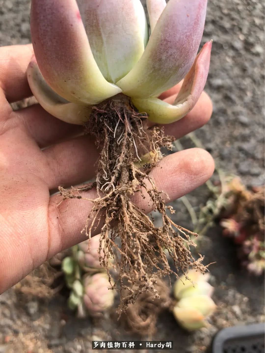 别人家的奶爸,别人家的多肉!一枚窗台*党**的多肉进阶之路!