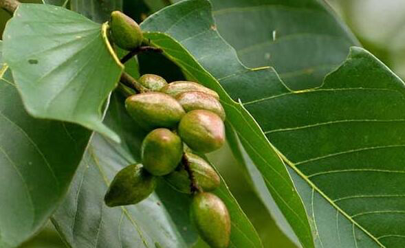 中草药诃子,中药材诃子最新价格现在是多少