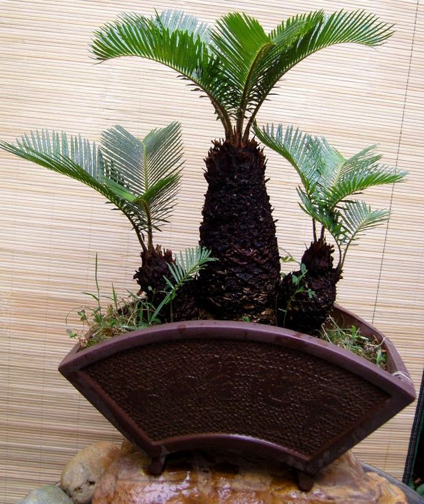 铁树盆景如何养护管理,墨西哥铁树怎样枝繁叶茂