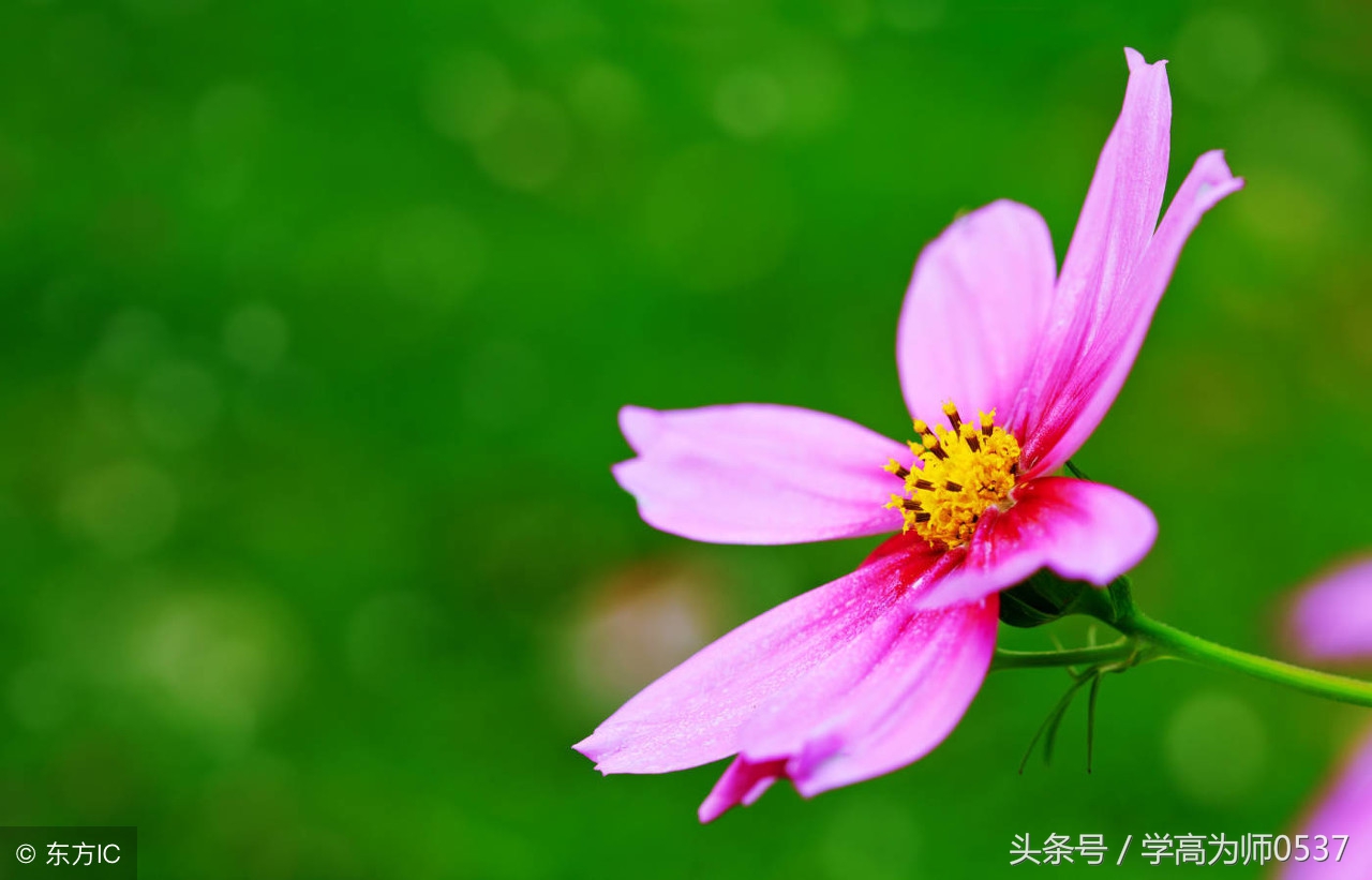 小学生六年级好词好句积累,孩子写作用的上!