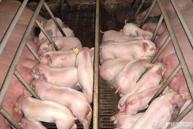 猪育种方法和技术,猪繁育技术有哪几种