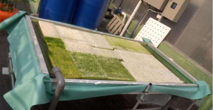 西红柿无土栽培的水肥浓度是多少,种植西红柿营养土怎么调配