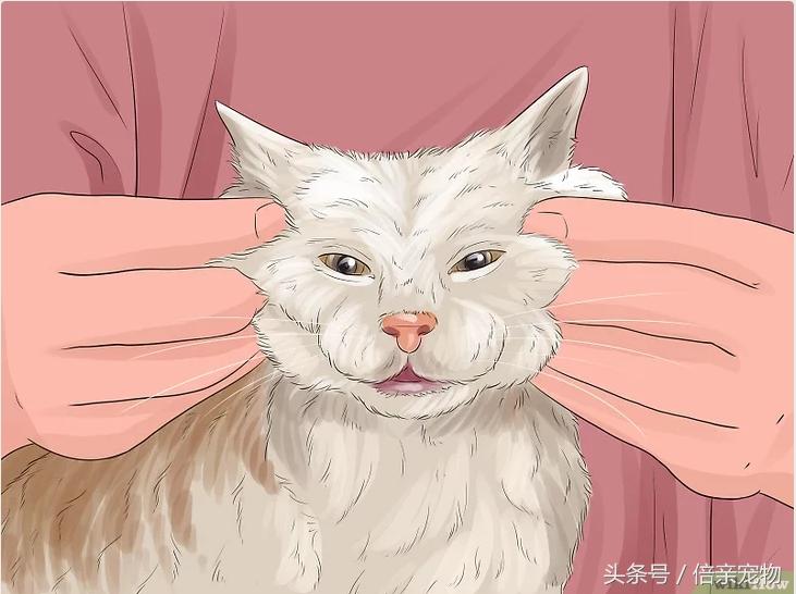 如何让猫咪爱上你,如何让猫咪喜欢你粘着你