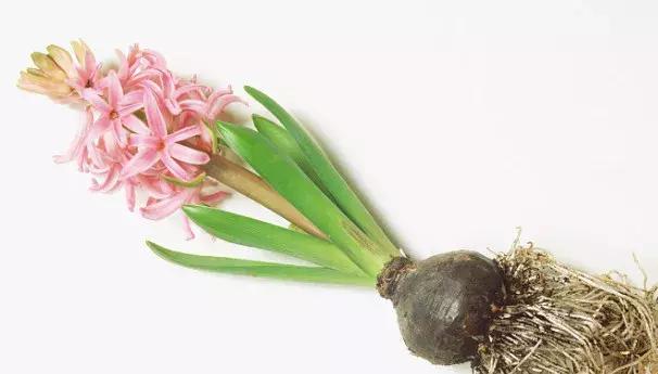 50种鲜切花花语大全，一定有你不知道的，赶紧收藏吧！