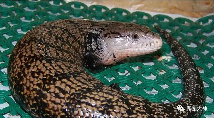 爬宠蓝舌石龙子,爬宠蓝舌石龙子推荐