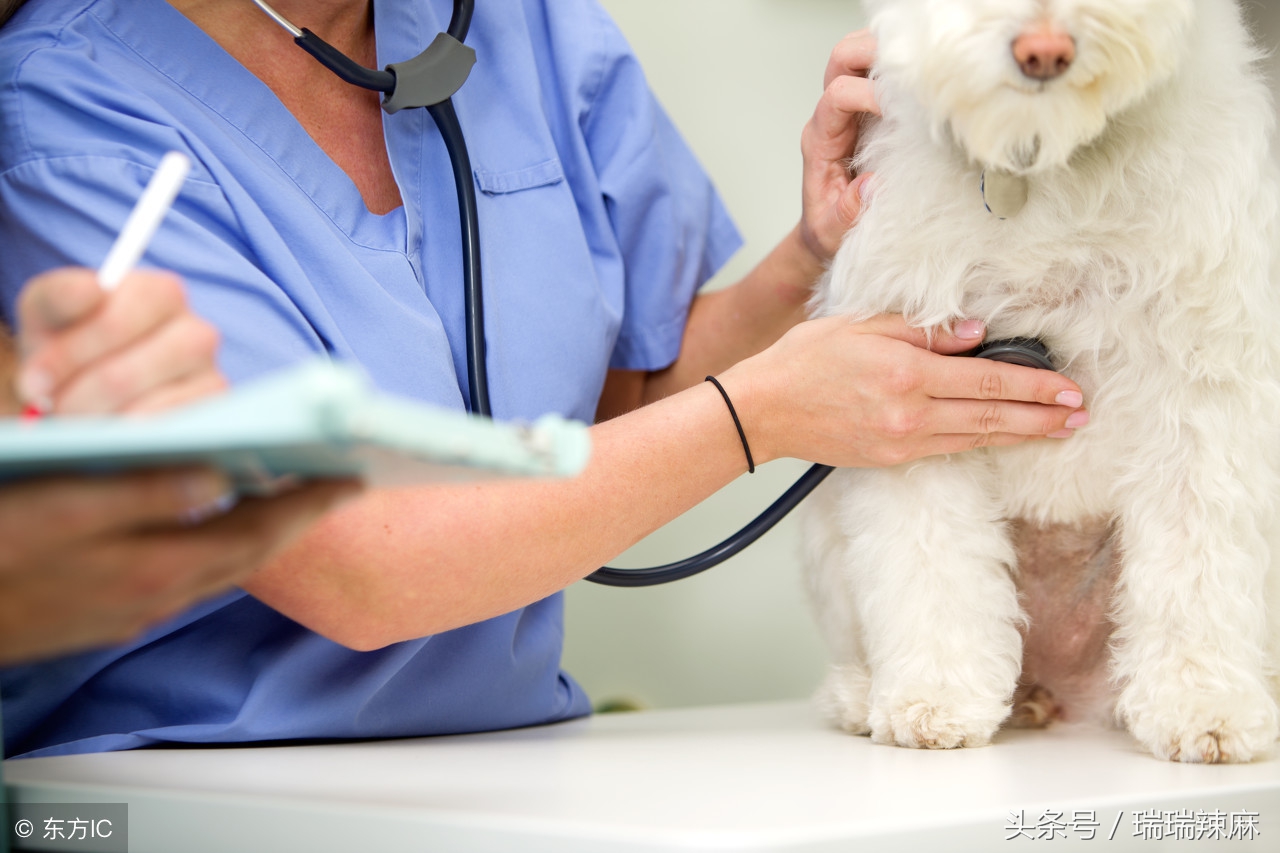 狗狗不小心被车撞了一下,狗狗不小心被车撞了能自愈吗