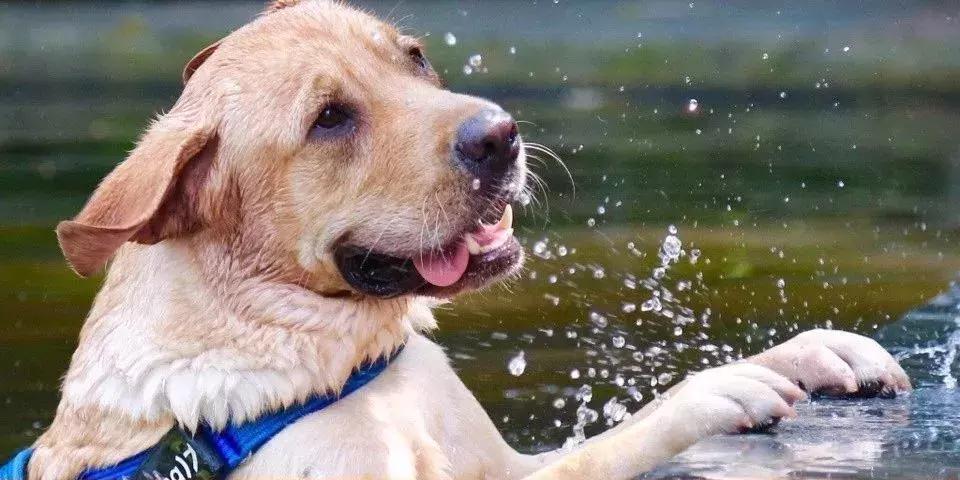 她用中国刺绣惊艳世界,她用一幅中国刺绣便惊艳了世界