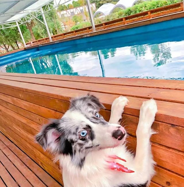 探秘2500亩魔都后花园!欧式别墅独栋、宠物乐园、动物农场高尔夫