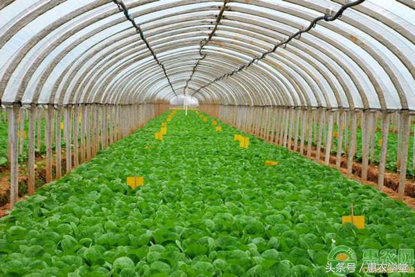 大棚湿度大如何除湿,夏天大棚不降温的病害