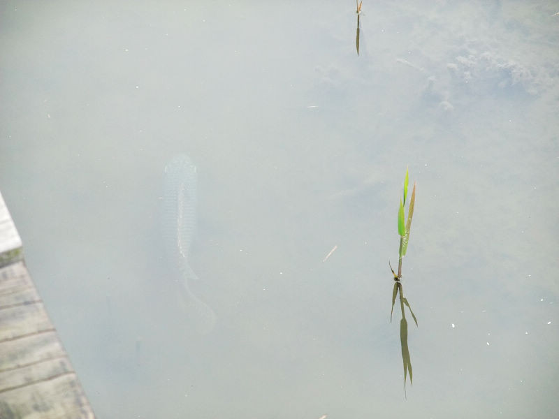 穷驴旅游,港囧游香港